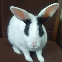 واگذاری خرگوش