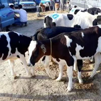 گوساله سیمینتال اصیل