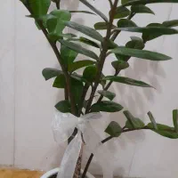 گل طبیعی زامفولیا