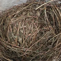 نعناع فلفلی عمده|عمده‌فروشی|مرند, |دیوار