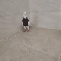 جفت ماده طوقی|پرنده|شوشتر, |دیوار