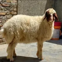 گوسفند گوشتی و سالم