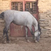ئسپ ویرغه معاوضه متور