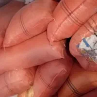 کاه نگهداری شده در زیر سقف خانه