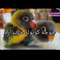 جوجه کوتوله