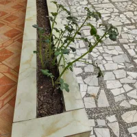 رهن-و-اجاره