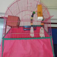 فقس نو برای مرغ عشق با دونه و کلسیم.