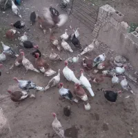 فروش بوقلمون نرو ماده محلی|حیوانات مزرعه|شیراز, کیان آباد|دیوار