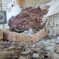 کبوتر جکسون|پرنده|ساری, |دیوار