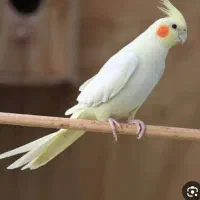گم شده