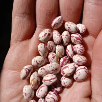 لوبیا چیتی لوکس مخصوص کشت و خوراکی بوجاری شده