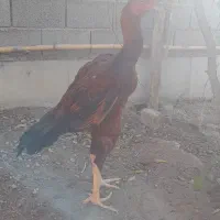 لاری درجه یک نسل دار