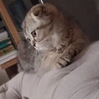 گربه|گربه|آبادان, |دیوار