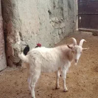 نربز سانن|حیوانات مزرعه|گرمخان, |دیوار