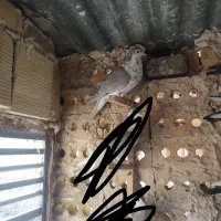 کفتر|پرنده|مشهد, نوده|دیوار