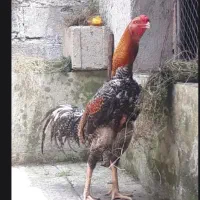 جوجه لاری اوشامو جوجه گلپایگانی