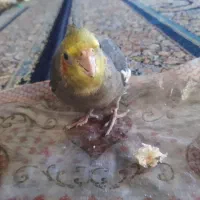 عروس هلندی گمشده