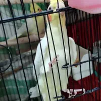 جفت عروس هلندی مولد با جوجه و دو جفت مرغ عشق مولد