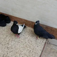 زاغ  نر چشم و نوک سفید مست مست|پرنده|اهواز, کارون|دیوار
