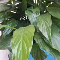 حراج گل|گل و گیاه طبیعی|بابل, |دیوار