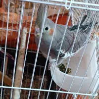 عروس هلندی رام خانگی