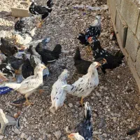 فروش جوجه  وبالغ  مرغ وخروس گلین ومحلی