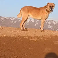 سک گله بسیار عالی