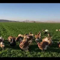 بوقلمون محلی