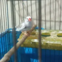 فنچ نروماده