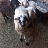 بره،تغل|حیوانات مزرعه|اردکان, |دیوار