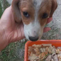 سگ واگذری رایگان