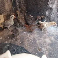 جوجه|حیوانات مزرعه|بهبهان, |دیوار