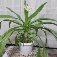 گل برگ موزی5 ساله