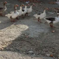 فروش پنج عدد غاز