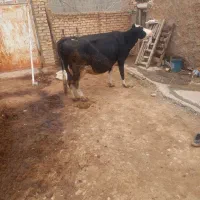 گاو سیمنتال شیری