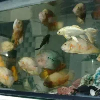 اسکار خوش رنگ|ماهی|تربت جام, زیباکنار|دیوار