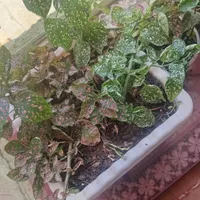 گل طبیعی|گل و گیاه طبیعی|جوانرود, |دیوار