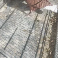 جوجه سرخ دم سفید