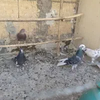 کبوتر مخلف|پرنده|کاشان, پایانه مسافربری|دیوار