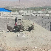 بوقلمون|حیوانات مزرعه|سنندج, |دیوار