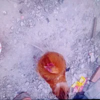 خروس|حیوانات مزرعه|چناران, |دیوار