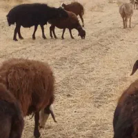 به ددلیل وضعیت مالی وگرنه کسی عشق شو نمیفروشه|حیوانات مزرعه|تربت جام, جامرود|دیوار