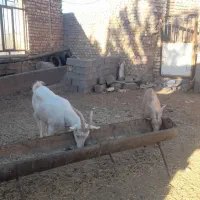 فروش بز و نربز سانن|حیوانات مزرعه|سلامی, |دیوار