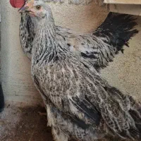 خروس و مرغ ۴ ماهه