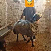 قوچ نژاد شال