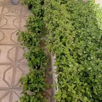 گلدون گل یخ|گل و گیاه طبیعی|مشهد, بلال|دیوار