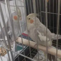 عروس هلندی|پرنده|اسدآباد, |دیوار