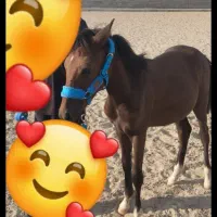 فروش کره اسب 8ماهه