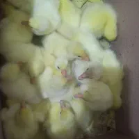 جوجه قوغازسفید