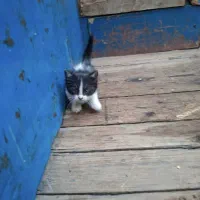 ۴عدد توله گربه رایگان